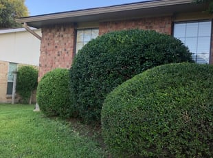Patricia L.'s Bush Trimming service result