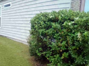 Miosotis R.'s Bush Trimming service result