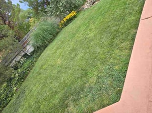 Ray B.'s lawn maintenance service result