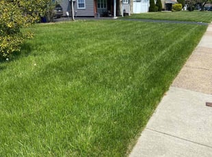 Theresa B.'s lawn care service result