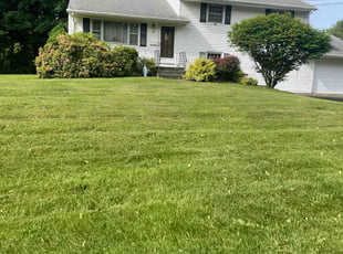 Vanessa S.'s grass maintenance service result