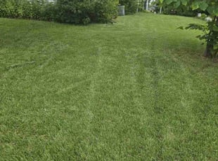 Catrina M.'s grass maintenance service result