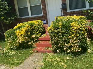Ben P.'s Bush Trimming service result
