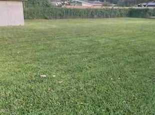 Rosy S.'s lawn maintenance service result