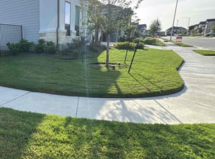Dayo F.'s lawn maintenance service result
