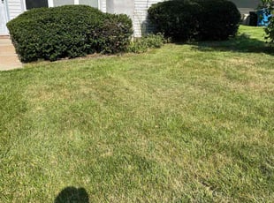 Jeana F.'s turf care service result