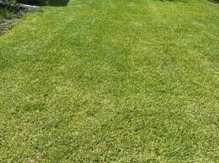 Renae B.'s grass cutting service result