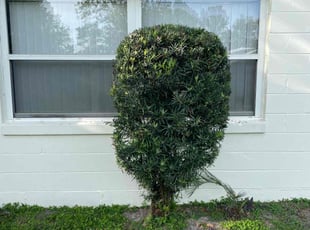 Joanna J.'s Bush Trimming service result