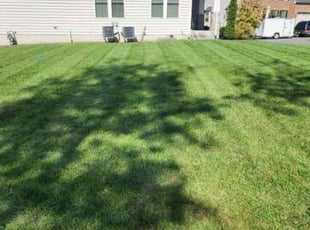 Randall W.'s turf maintenance service result