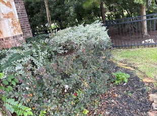 Anthony M.'s Bush Trimming service result