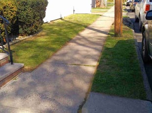 Morman M.'s grass maintenance service result