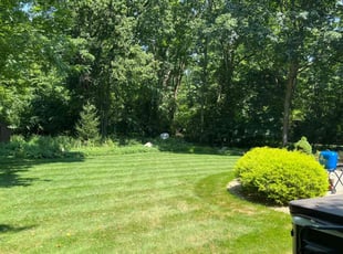Pat C.'s turf care service result
