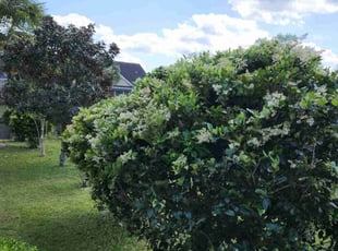 Steve B.'s Bush Trimming service result