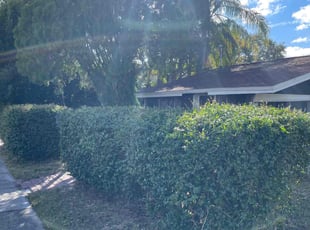 Rhonda J.'s Bush Trimming service result