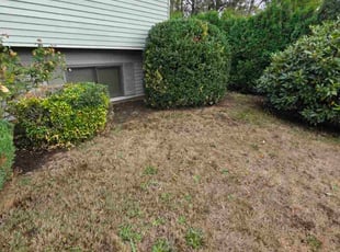 Patrick S.'s grass cutting service result