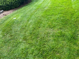 David W.'s lawn care services service result