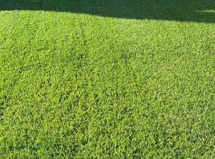 Sukriti K.'s turf care service result