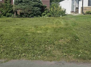 James G.'s grass maintenance service result