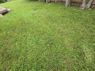 Srini A.'s lawn care services service result