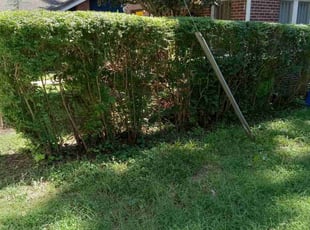 Christopher T.'s Bush Trimming service result