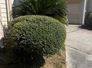 Lynette A.'s turf maintenance service result