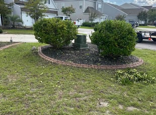 Connor M.'s Bush Trimming service result