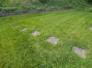 Sophia H.'s lawn service service result