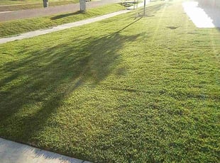 Barbara W.'s grass maintenance service result