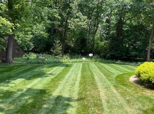 Dave L.'s turf maintenance service result