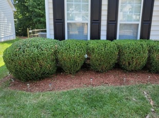 Robert L.'s Bush Trimming service result