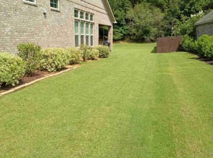 Tara V.'s turf care service result