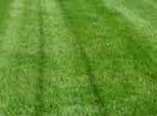 Brandon B.'s lawn maintenance service result