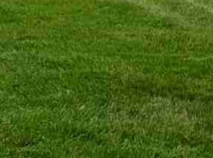 Jordan J.'s grass cutting service result