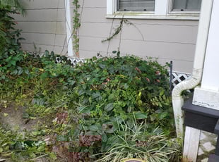 Greg M.'s Bush Trimming service result