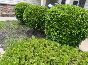 Nicholas C.'s Bush Trimming service result