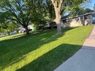 Arianne D.'s grass cutting service result