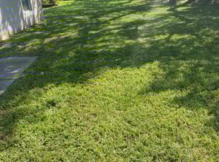 Stacy P.'s grass cutting service result