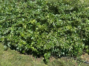 Lyn W.'s Bush Trimming service result