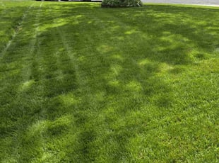 Angela S.'s grass maintenance service result