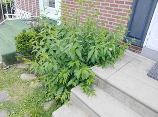 Jon R.'s grass cutting service result