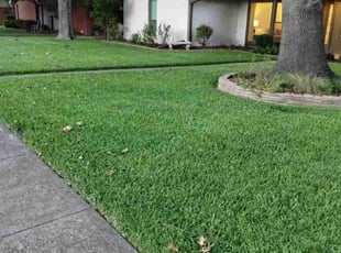 David E.'s turf care service result
