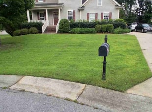 Alex C.'s turf care service result