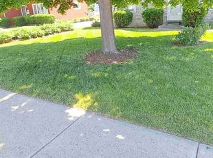 Katherine F.'s lawn maintenance service result