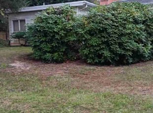 Mary S.'s Leaf Removal service result