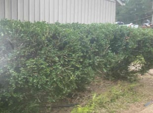 Linda S.'s Bush Trimming service result