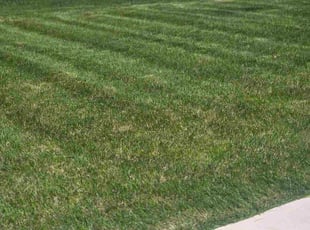 Guadalupe M.'s lawn care service result