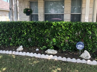 Rebeca R.'s Bush Trimming service result