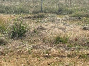 Tim T.'s lawn maintenance service result