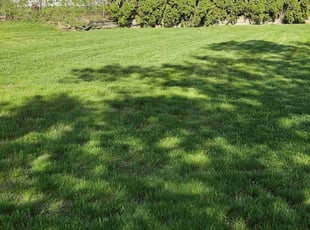 Zau S.'s lawn service service result