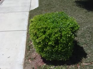 Rachel K.'s Bush Trimming service result